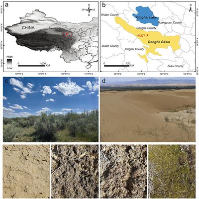 Biological soil crust development affects bacterial communities in the Caragana microphylla community in alpine sandy areas